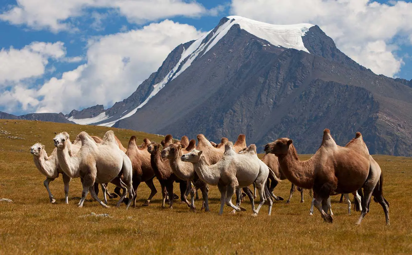 Planning a Trip to Mongolia? Start with These Amazing Destinations